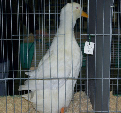 Champion Heavy Duck